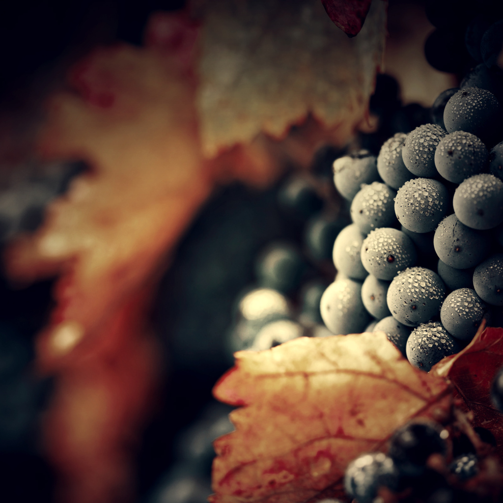 Спелый виноград