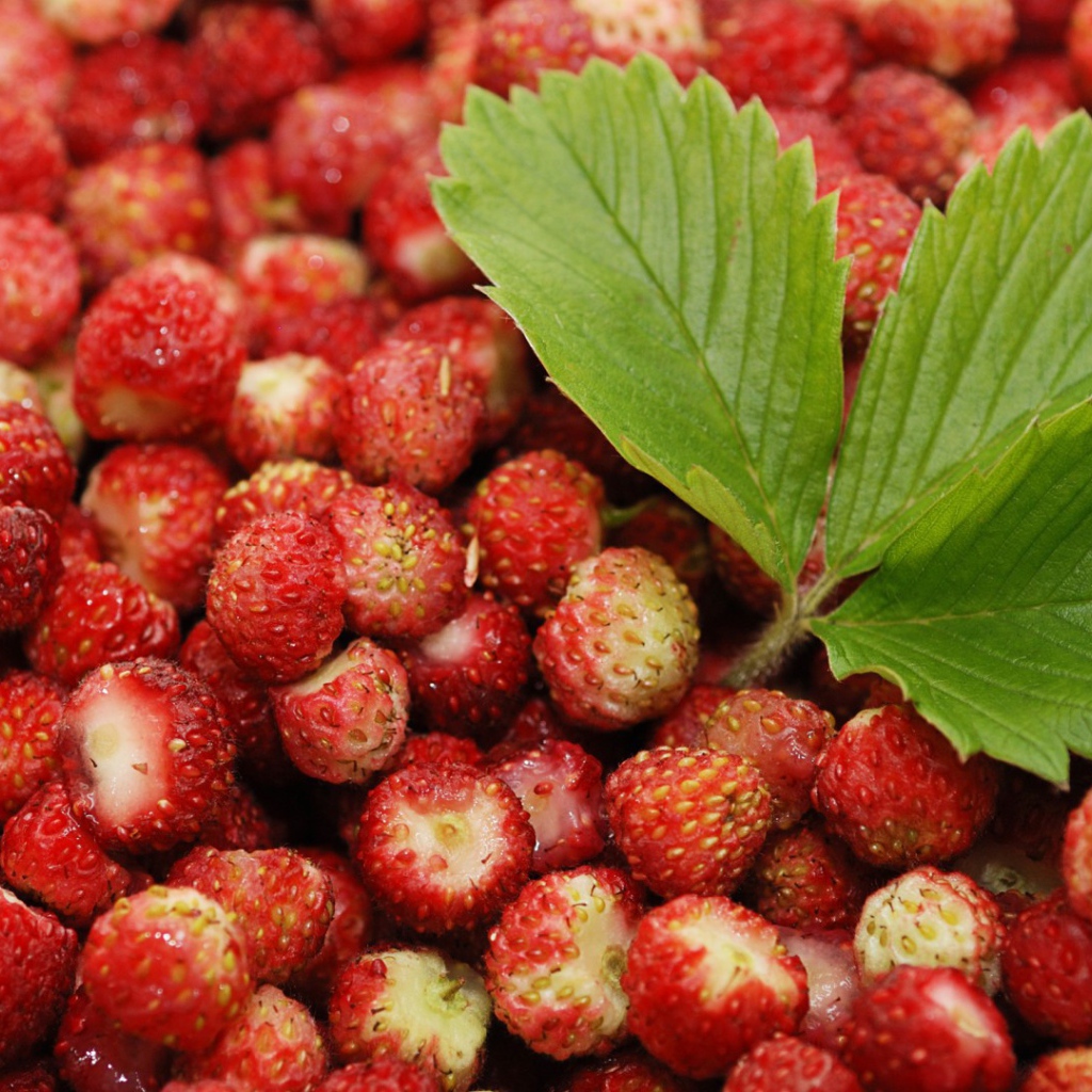 Лесная земляника