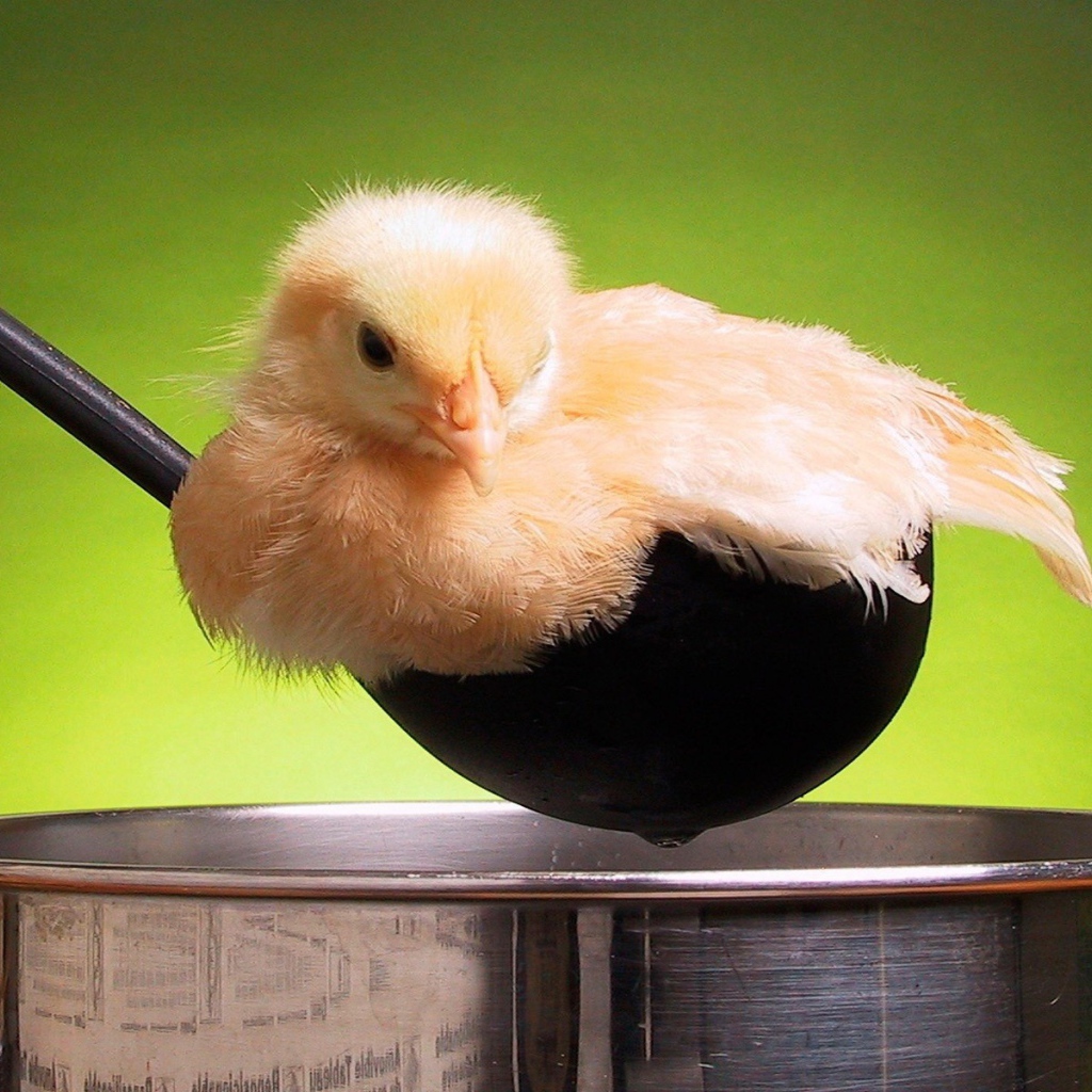 Цыпленок в поварешке