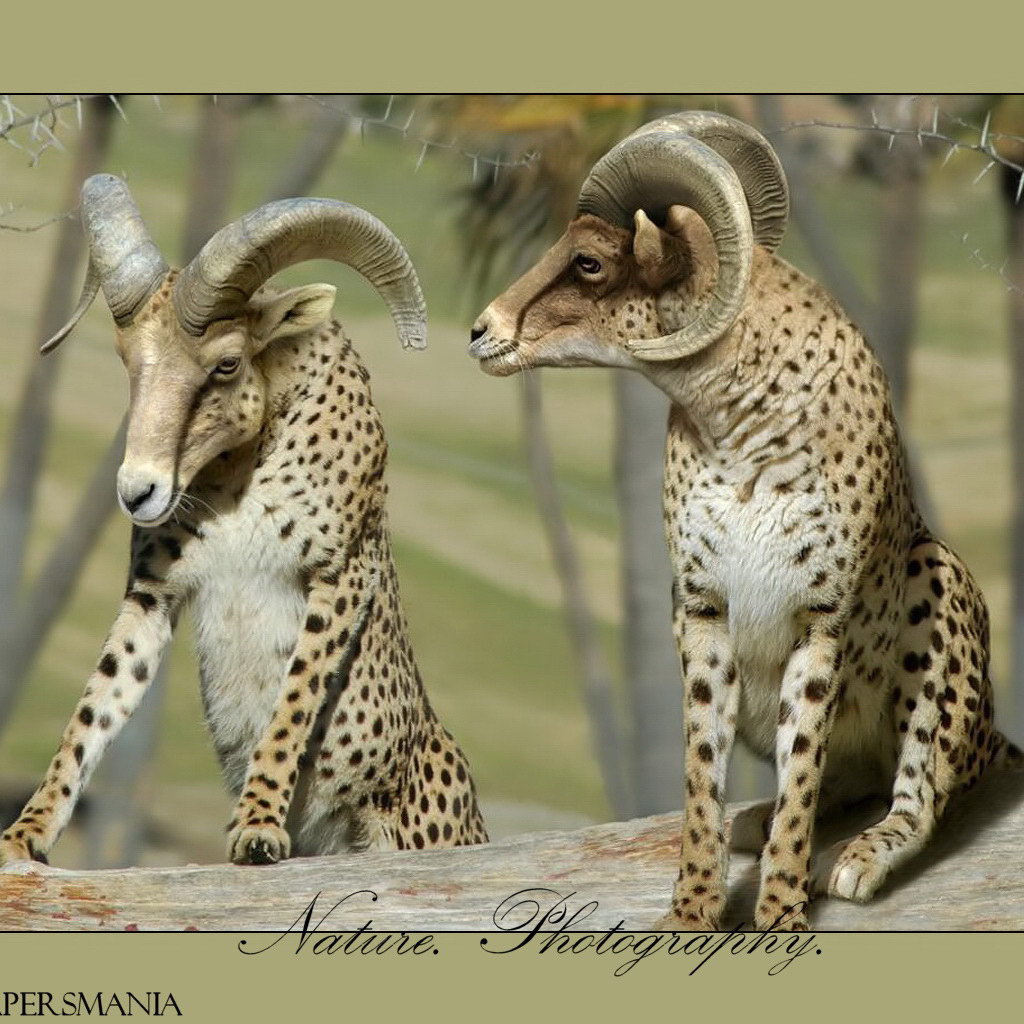 Бараны в леопардовой шкуре