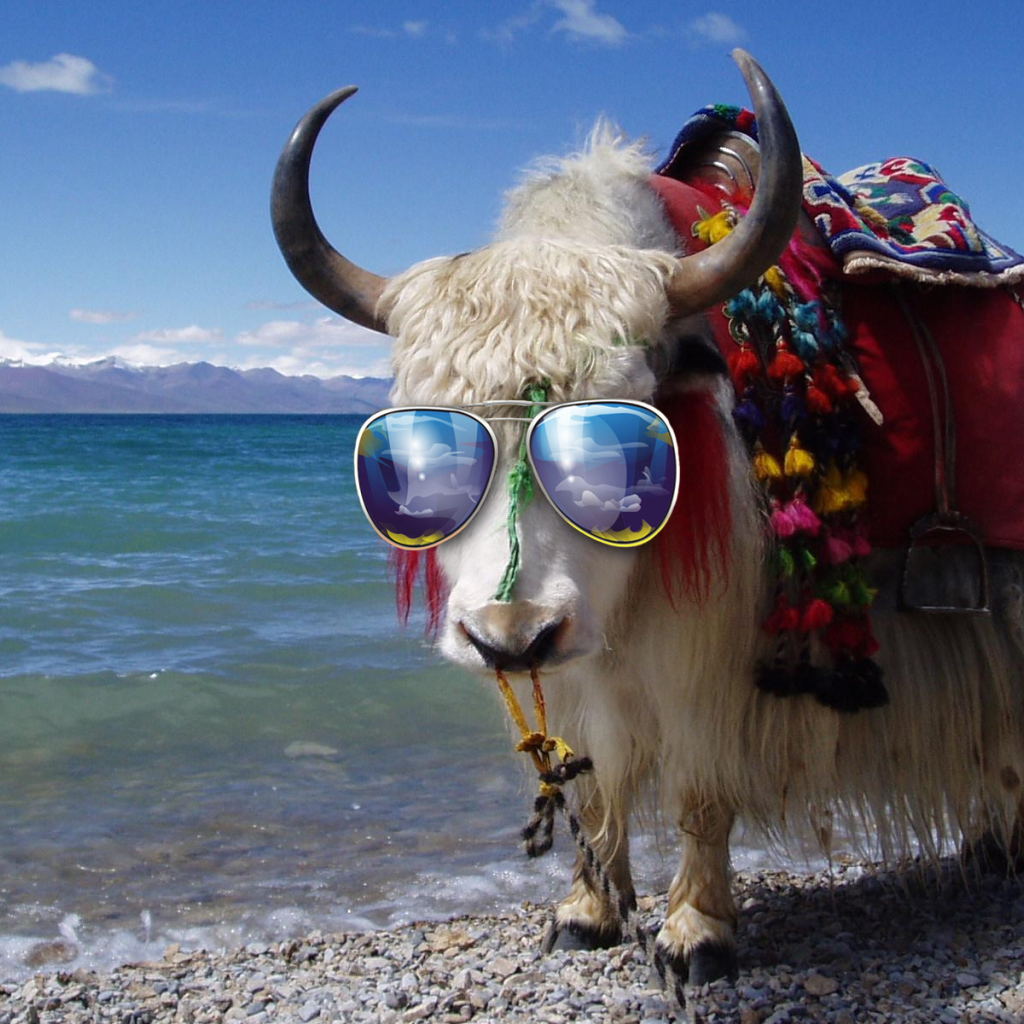 Бык в солнечных очках