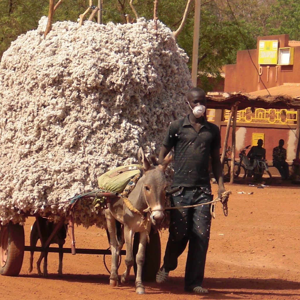 Маленький осел везет большой воз