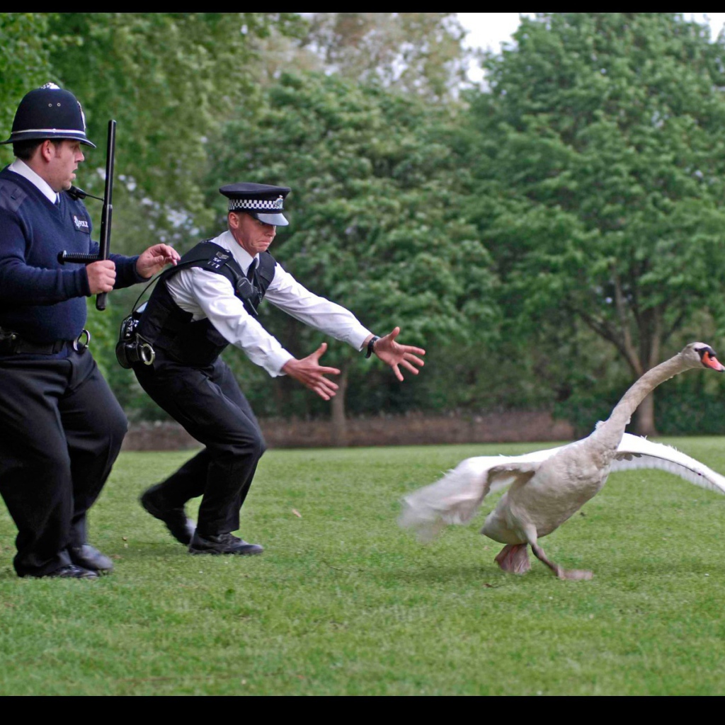 Полиция ловит гуся