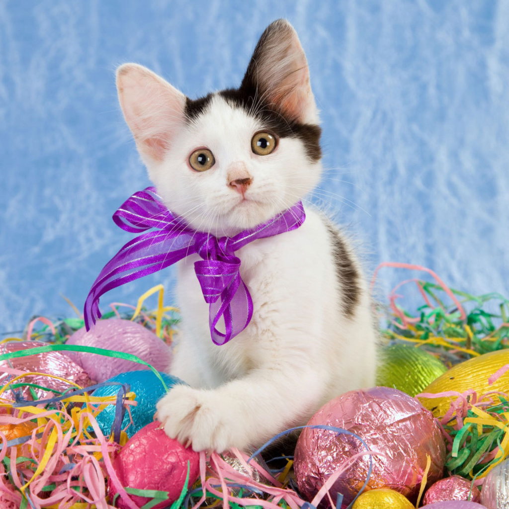 Котенок среди яиц на Пасху