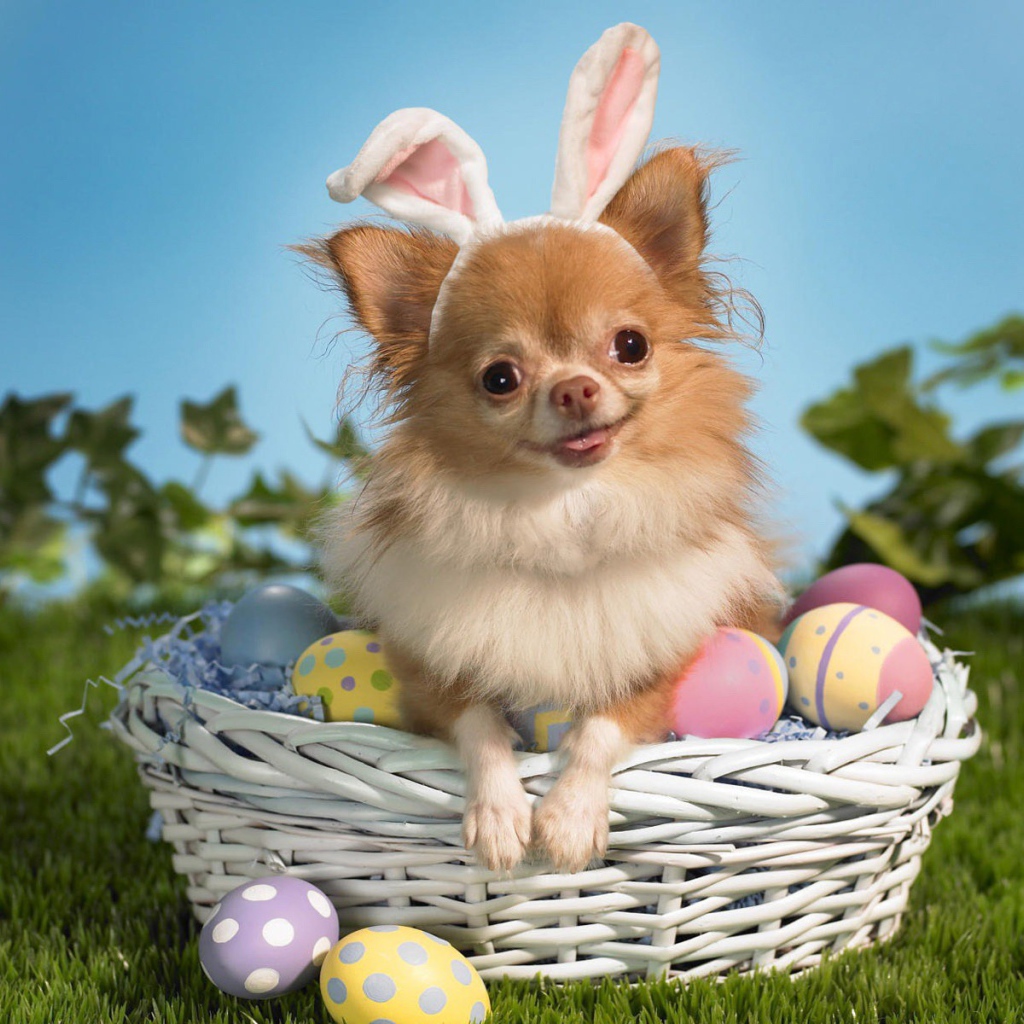 Пасхальная собака