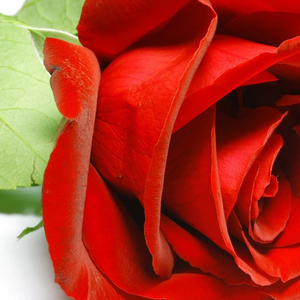 Красивая красная роза крупным планом на восьмое марта