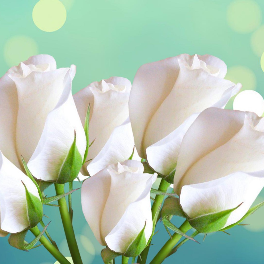 Красивые белые розы на голубом фоне женщинам на восьмое марта