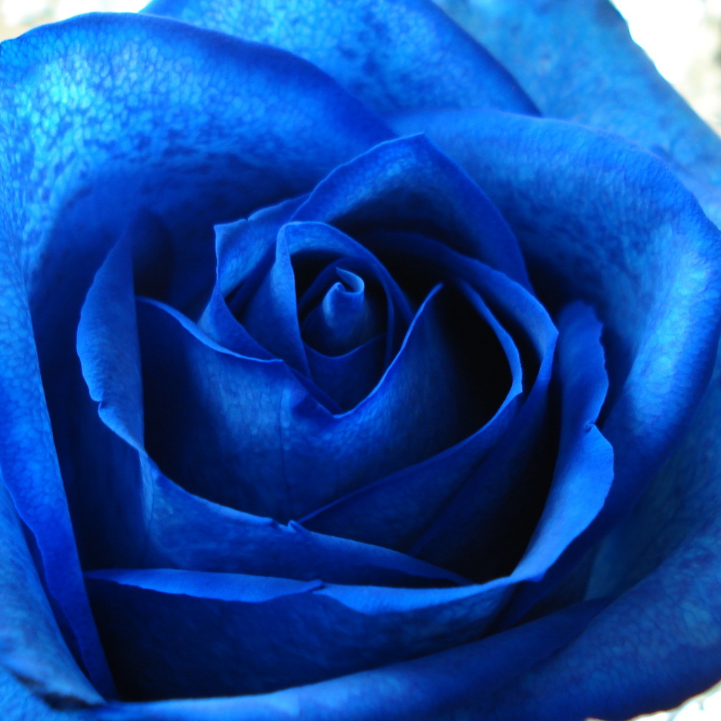 Синяя роза в подарок на восьмое марта