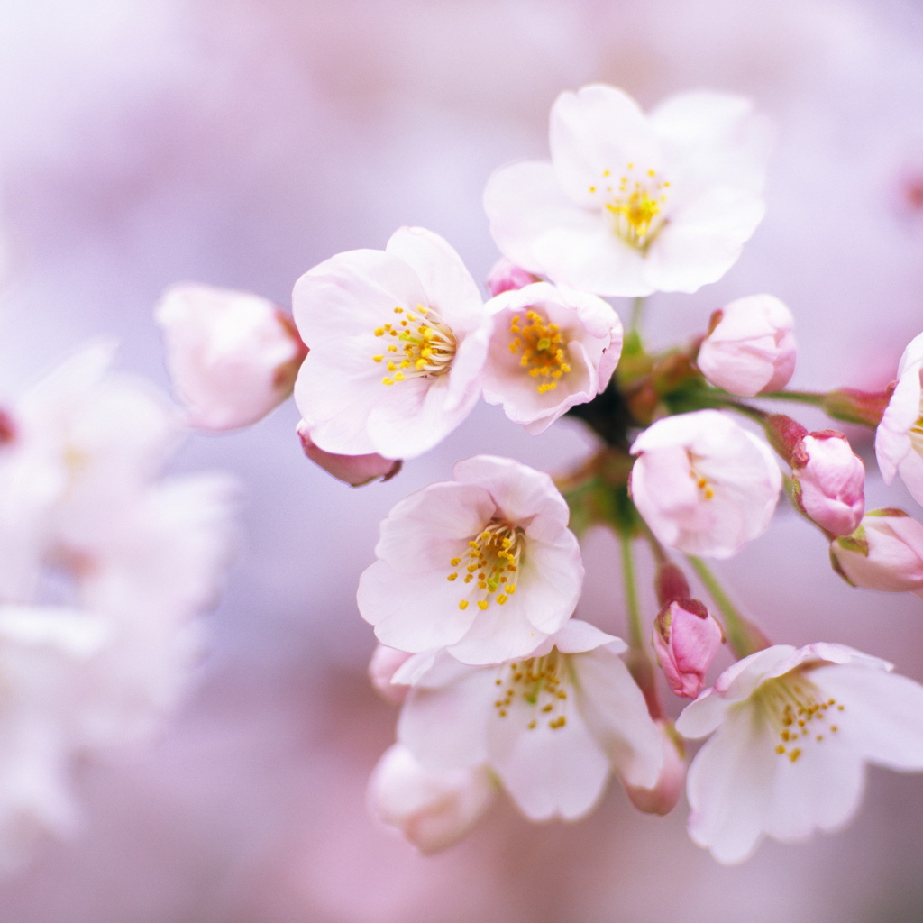 Цветы вишни на 8 марта