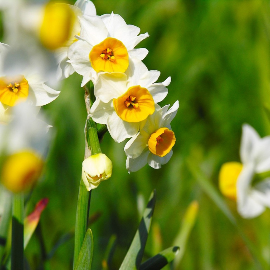 Нарциссы на 8 марта