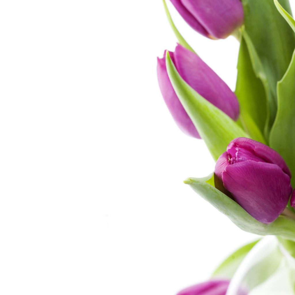 Нежные цветы на 8 марта