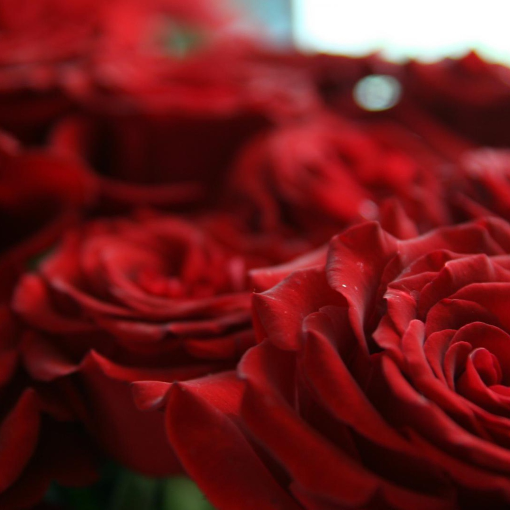 Шикарные красные розы на восьмое марта