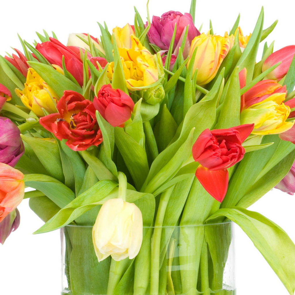 Большой букет тюльпанов девушке на восьмое марта