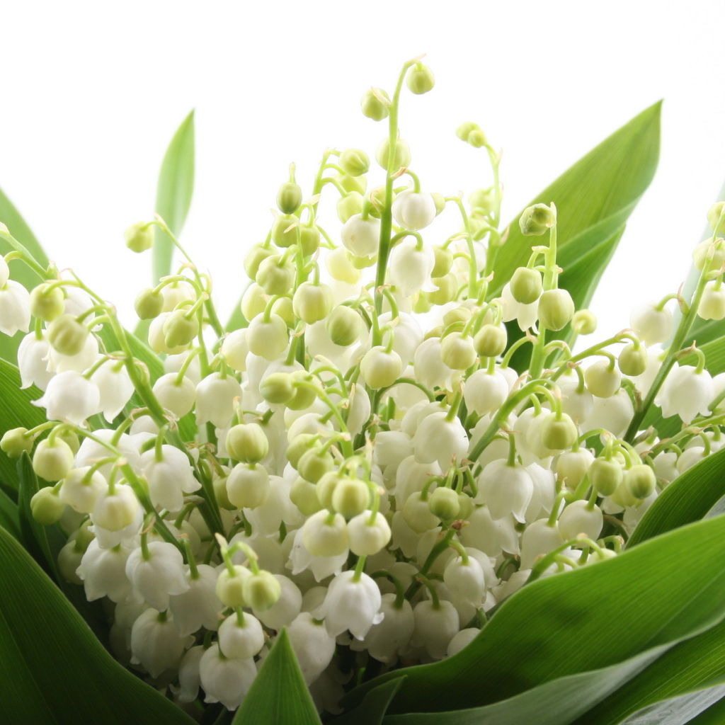 Ландыши на 8 марта