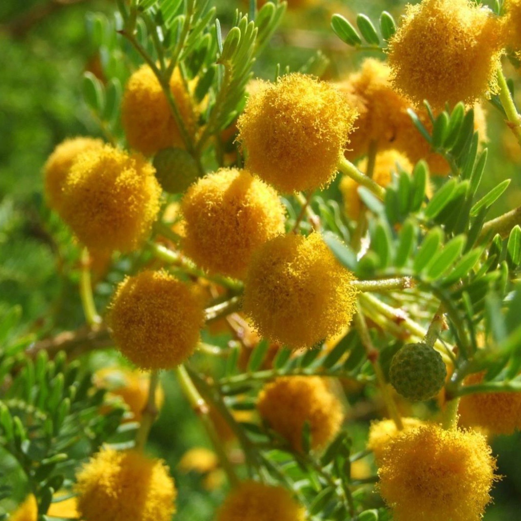 Цветы мимозы на 8 марта