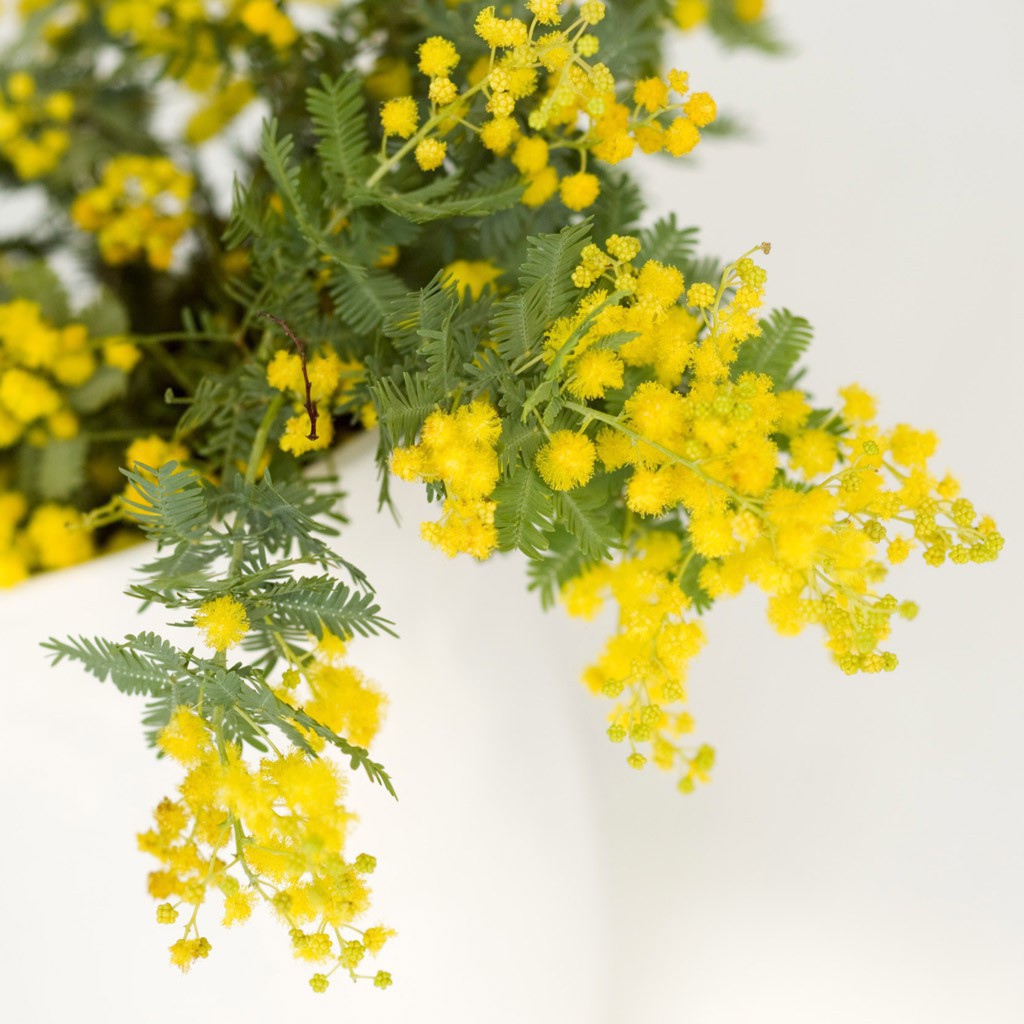 Мимоза на 8 марта