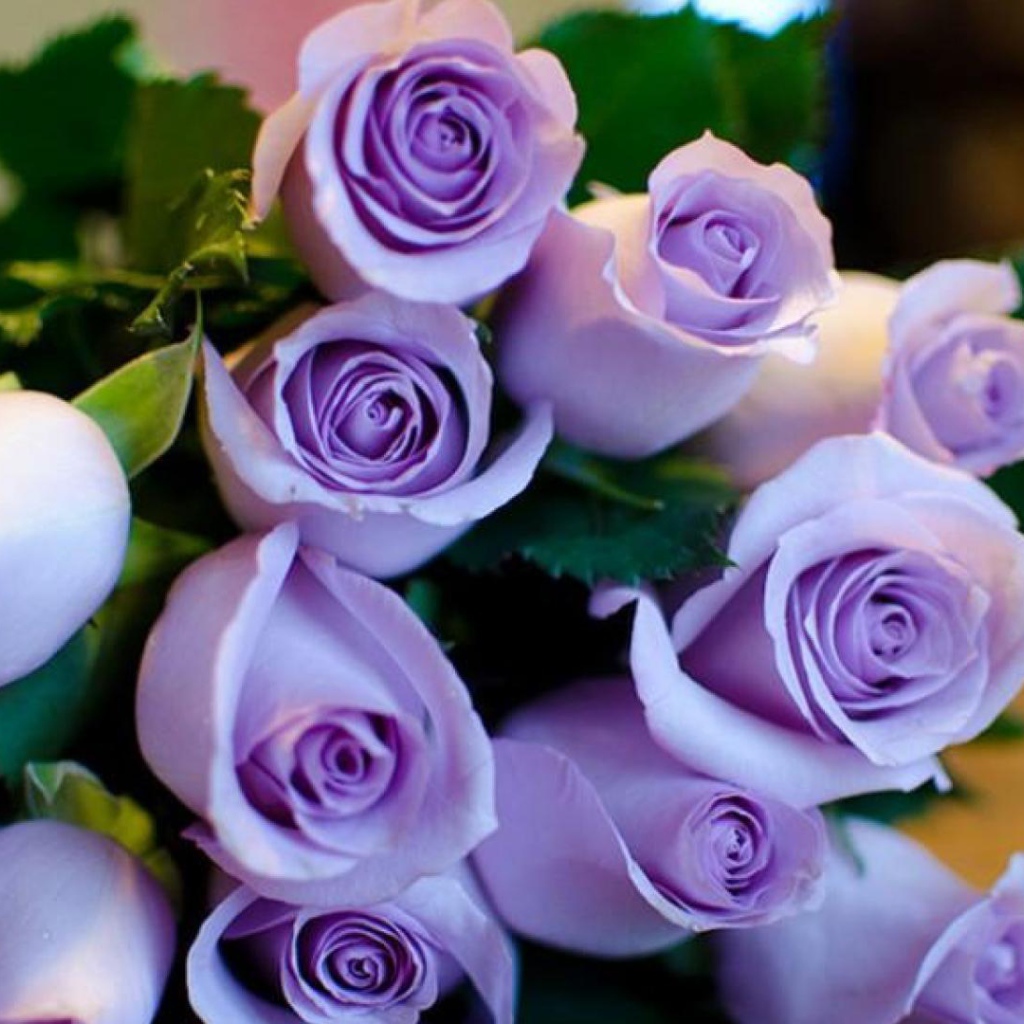 Фиолетовые розы в букете на восьмое марта