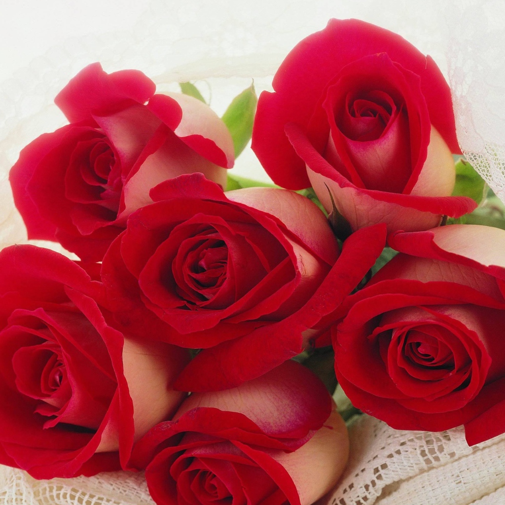 Красные розы на 8 марта для любимой