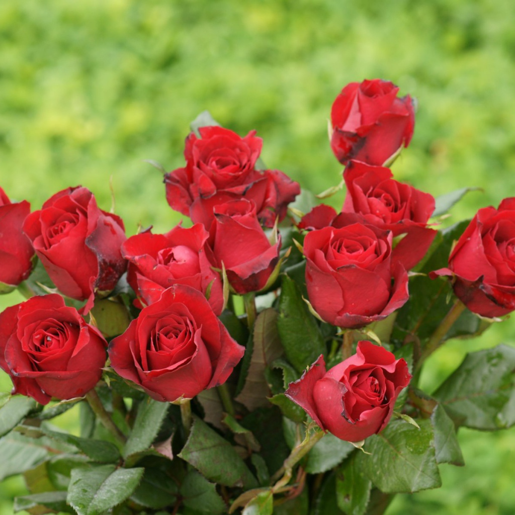 Красные розы на 8 марта на зеленом фоне