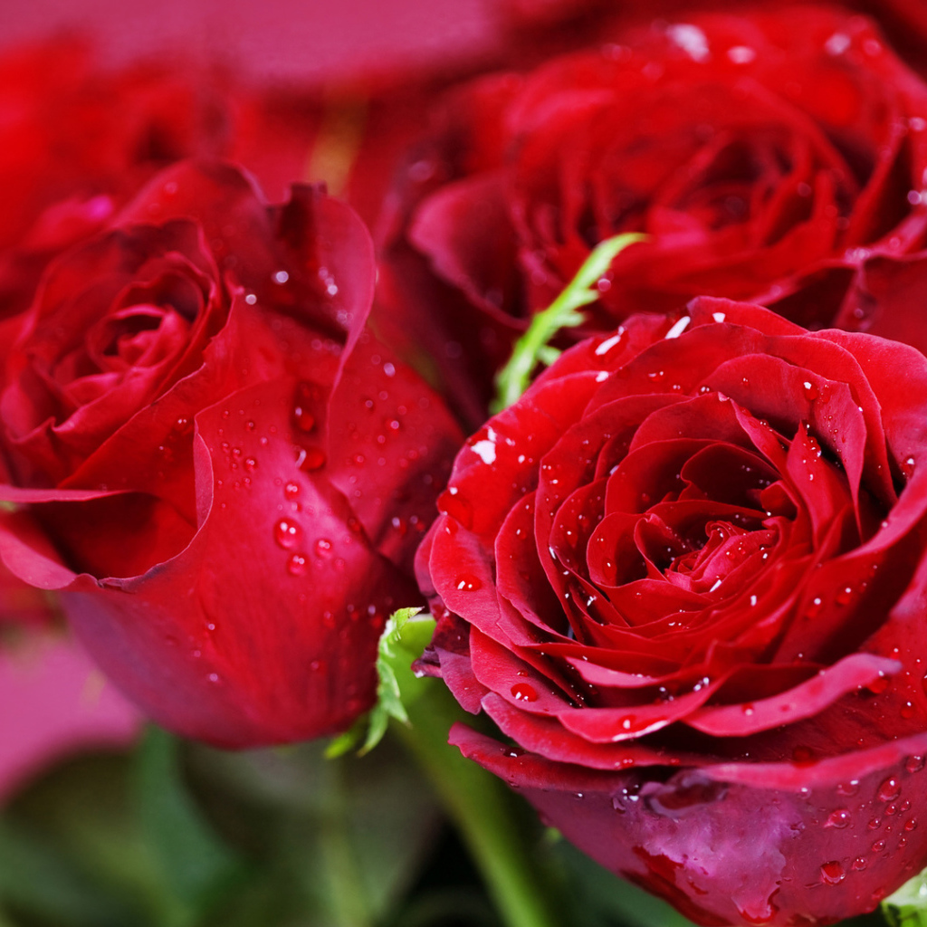 Красные розы на розовом фоне на восьмое марта