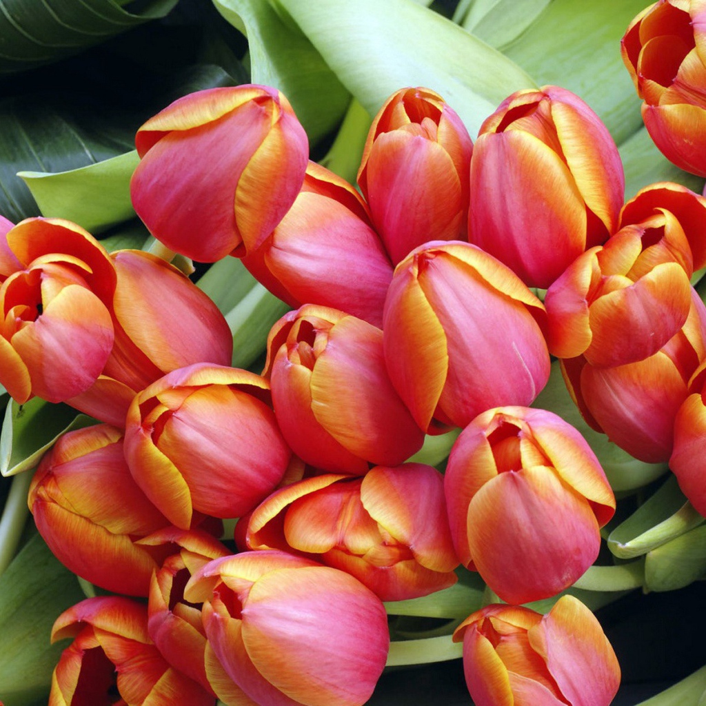 Тюльпаны к дню 8 марта