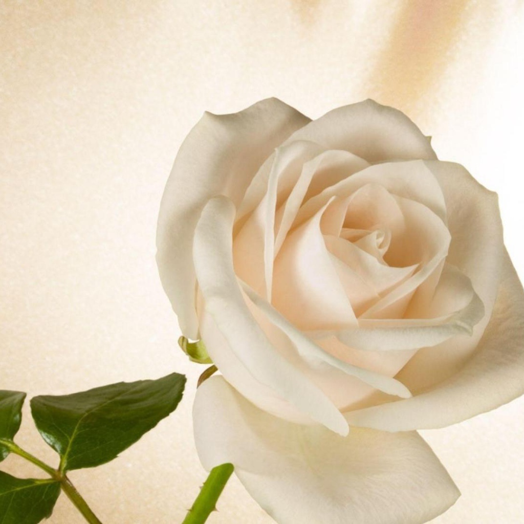 Белая роза в подарок на восьмое марта