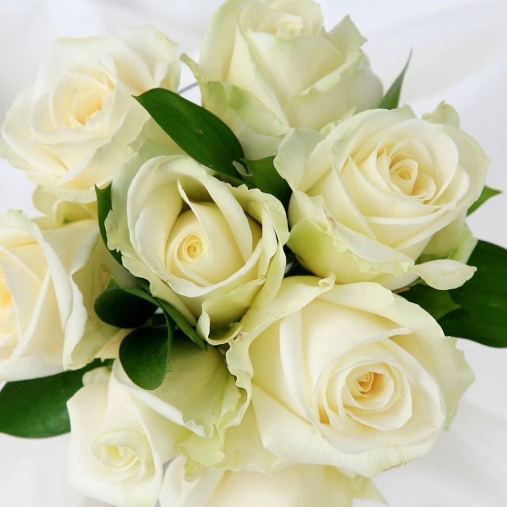 Белые розы в красивом букете на белом фоне на восьмое марта