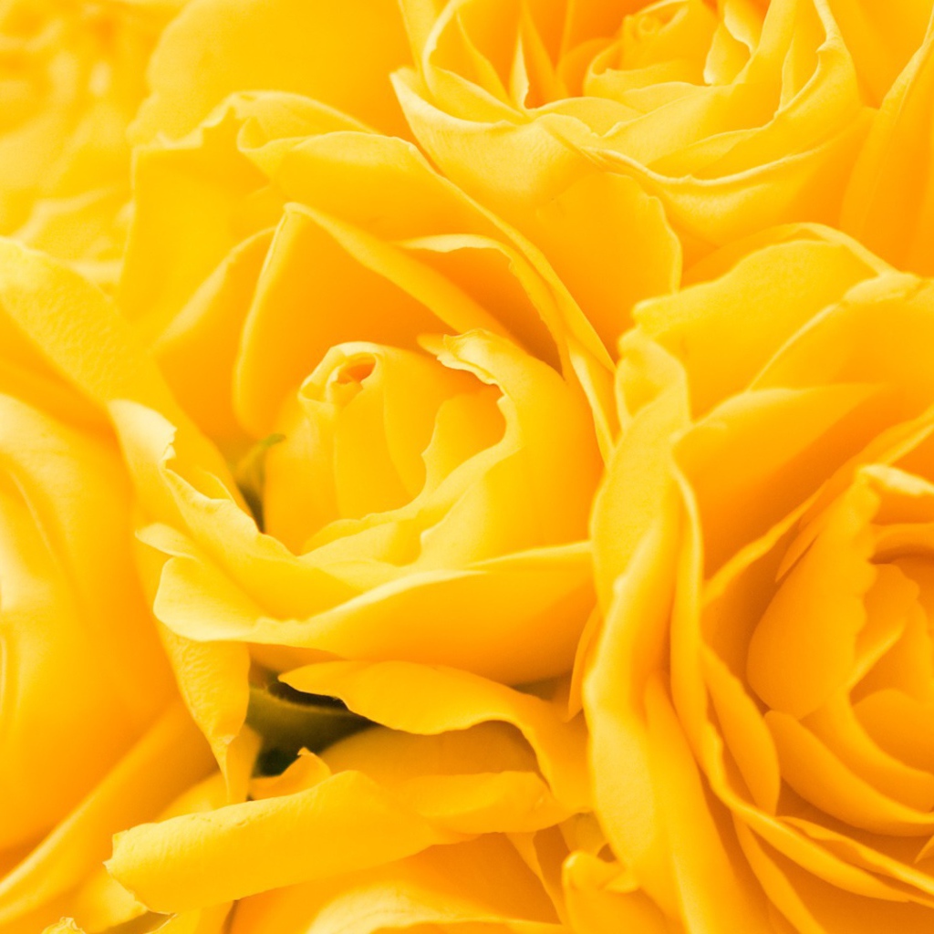 Жёлтые розы в подарок на восьмое марта