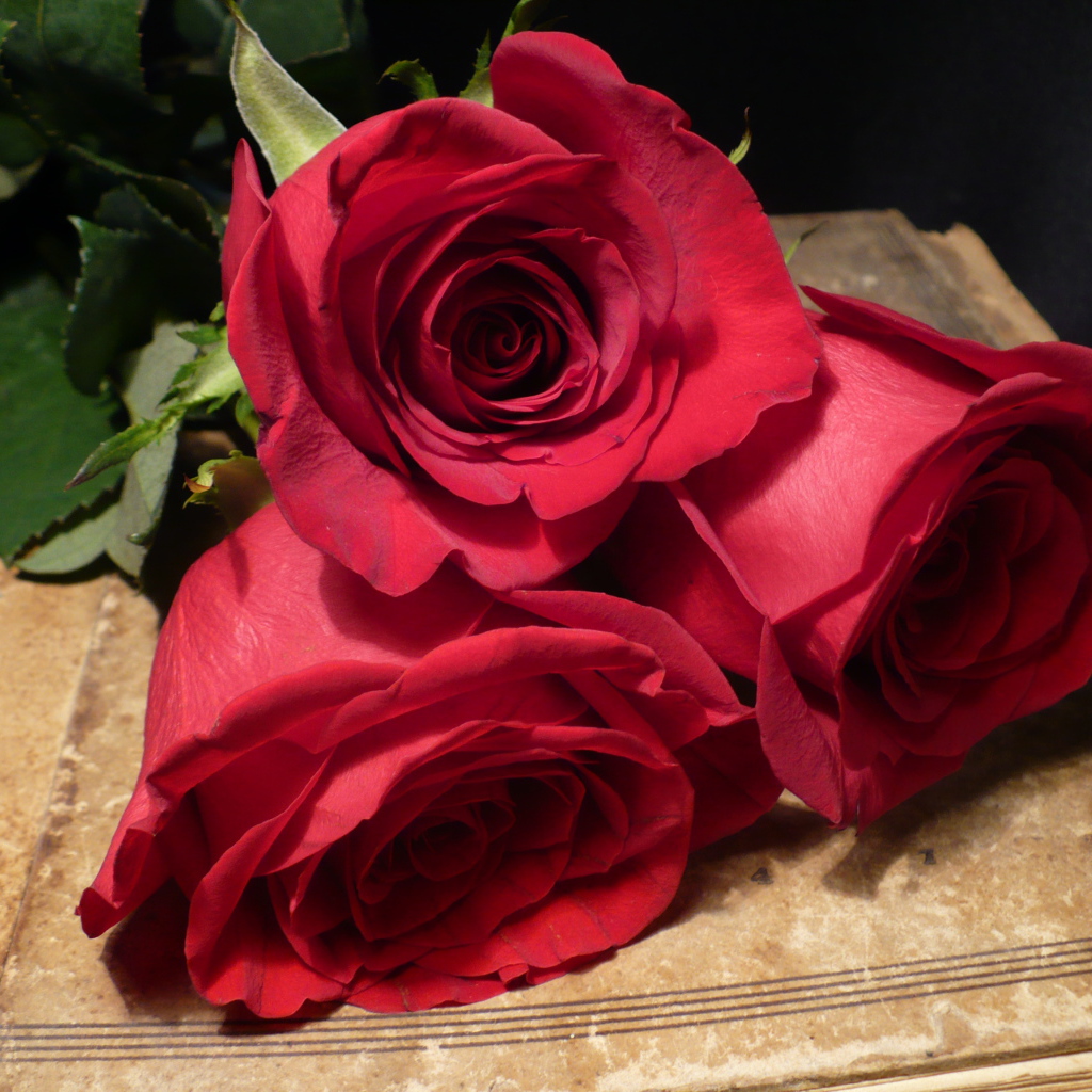 Красные розы на 8 марта для лучшей девушки