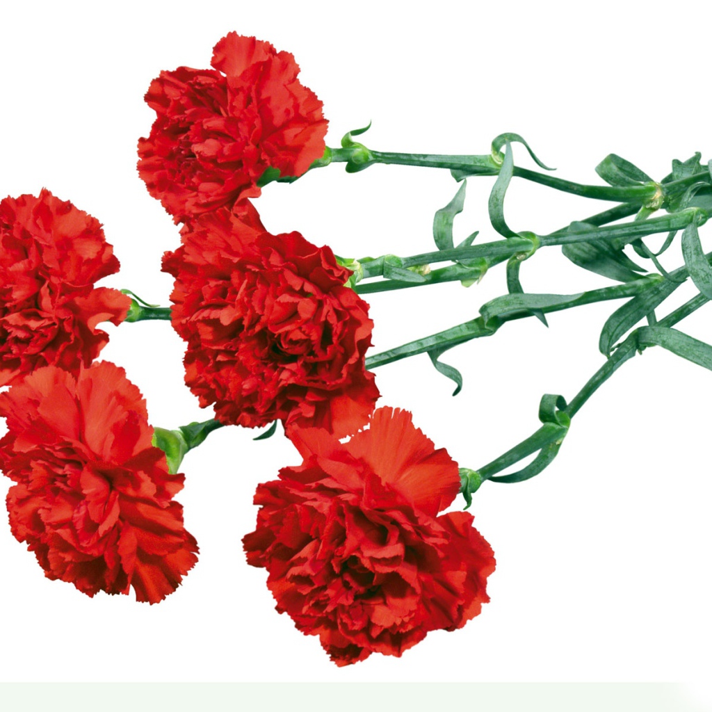 Гвоздики в День Победы 9 мая