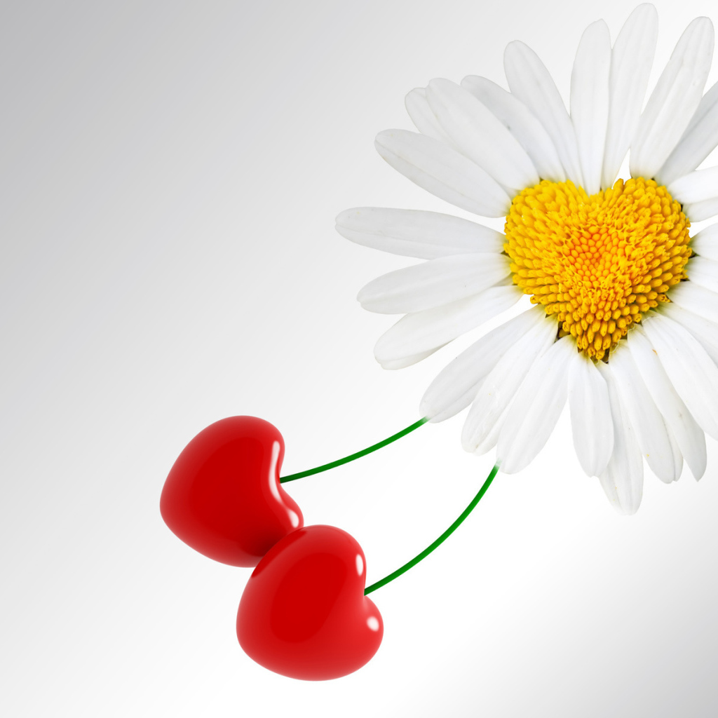 Сердце ромашка на День Святого Валентина 14 февраля