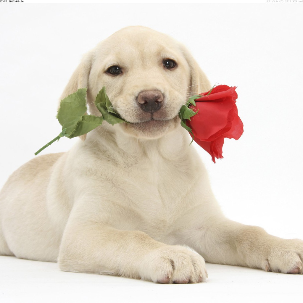 Собака с розой на День Святого Валентина