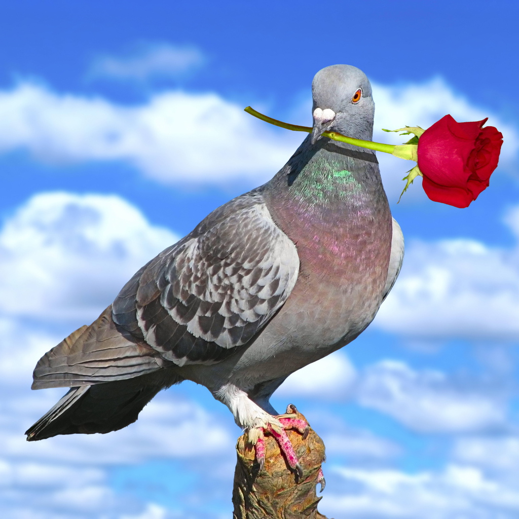 Голубь с розой на День Святого Валентина
