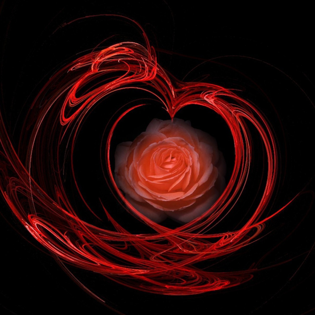 Огненная роза на День Святого Валентина 14 февраля