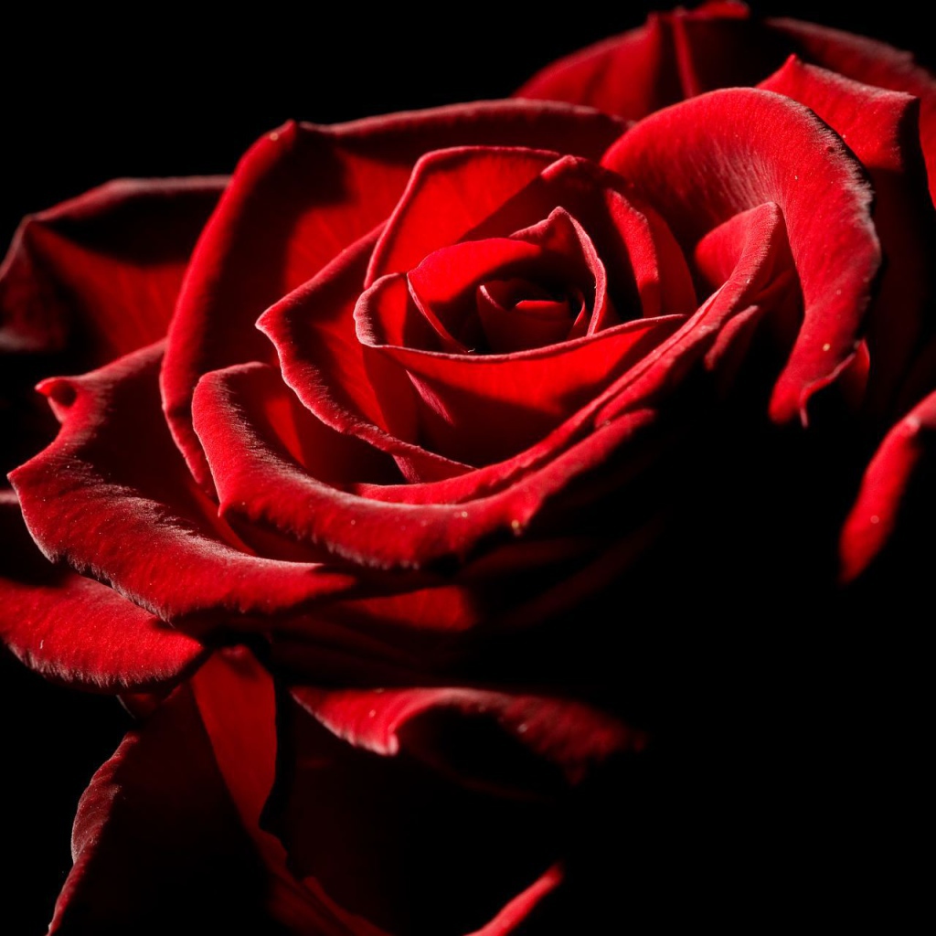 Великолепная роза на День Влюбленных 14 февраля