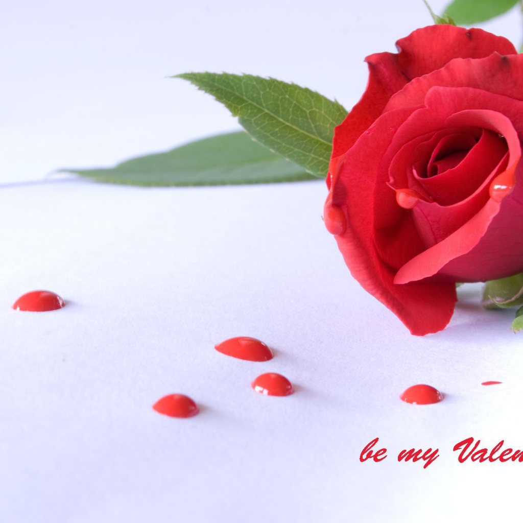 Роза и капли на День Святого Валентина 14 февраля