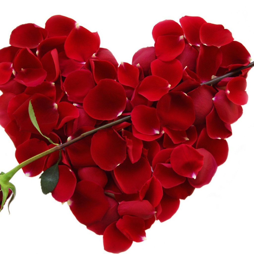 Роза и сердце из лепестков на День Влюбленных 14 февраля