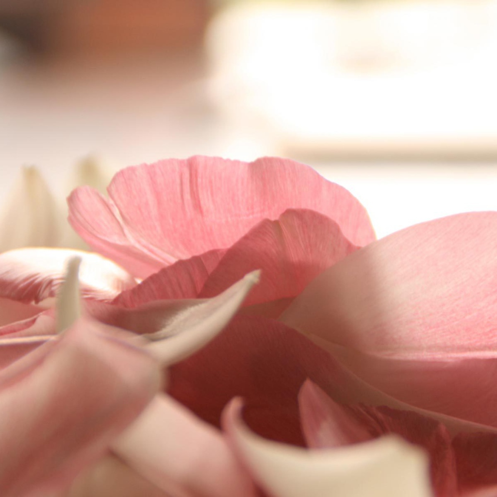 Лепестки роз на День Святого Валентина 14 февраля