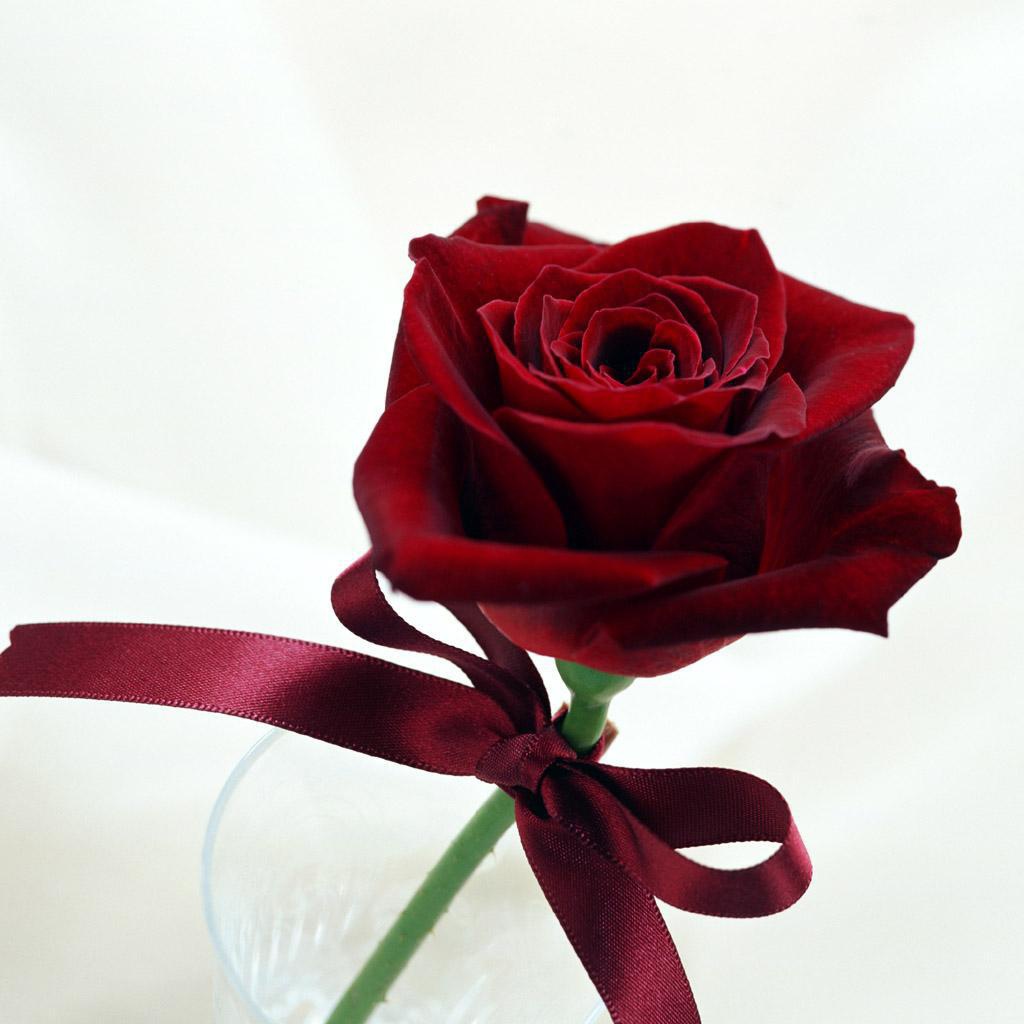 Чудесная роза на День Святого Валентина