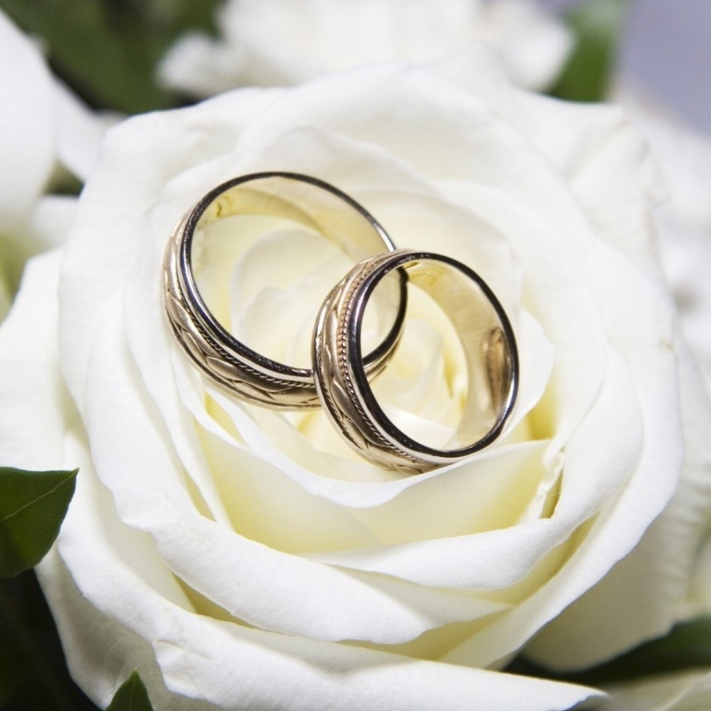 Beautiful white roses and wedding rings