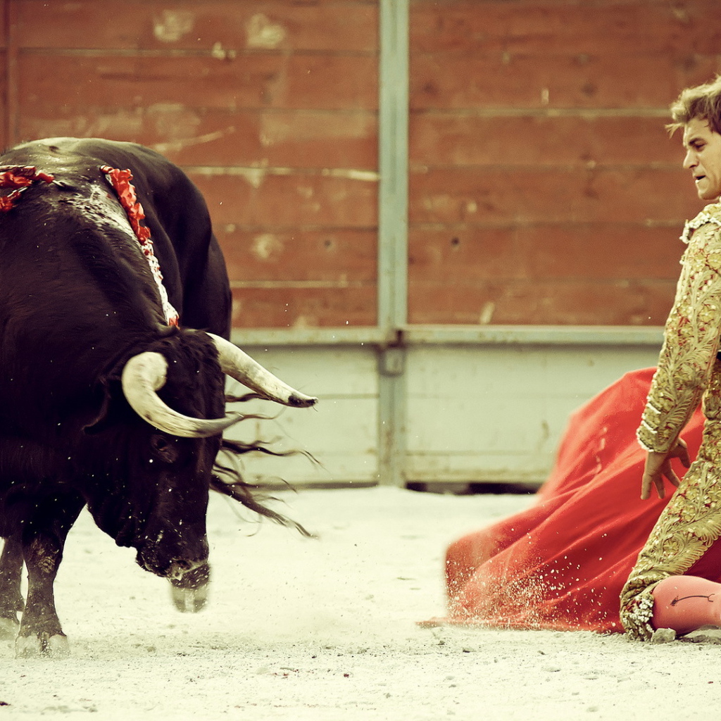 Бык и торреодор