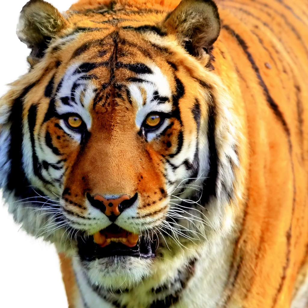  Полосатый рейс