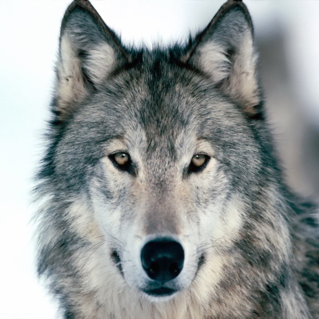 Весьегонская волчица