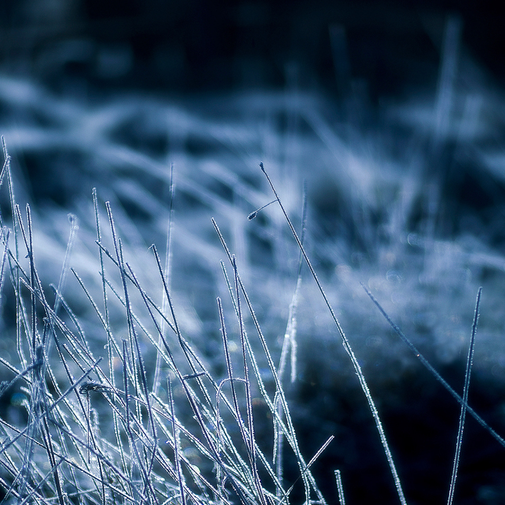 Покрытая инеем трава