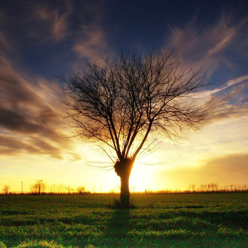 Умершее дерево