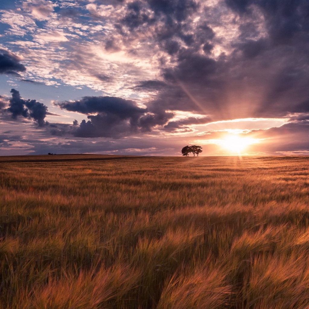 Ковыль под тучами