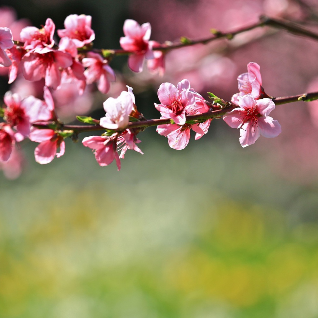 Цветы на дереве