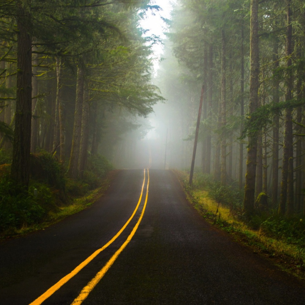 Туман в лесу