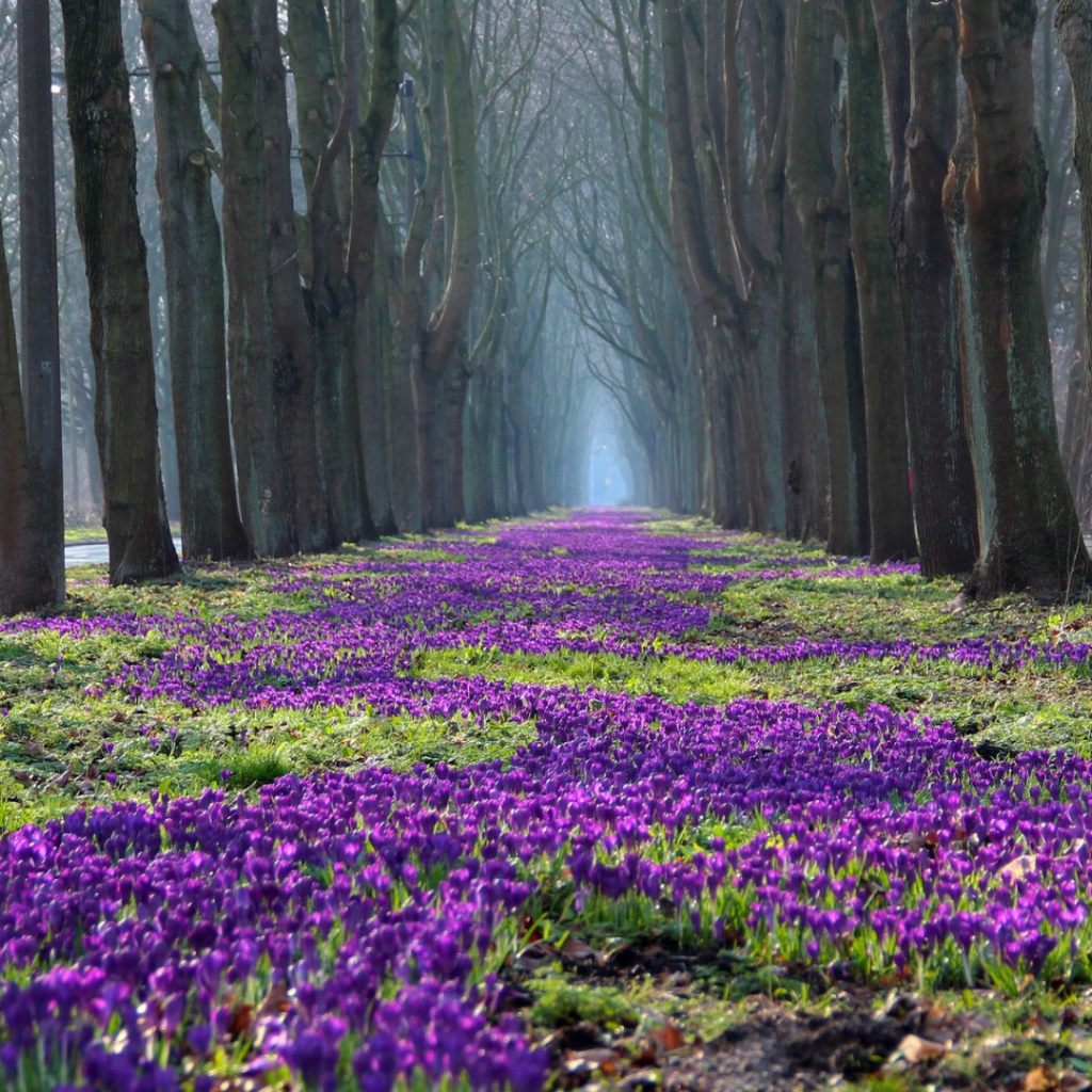 Лесные жители