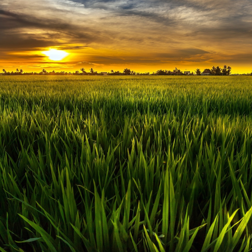 Cочная растительность